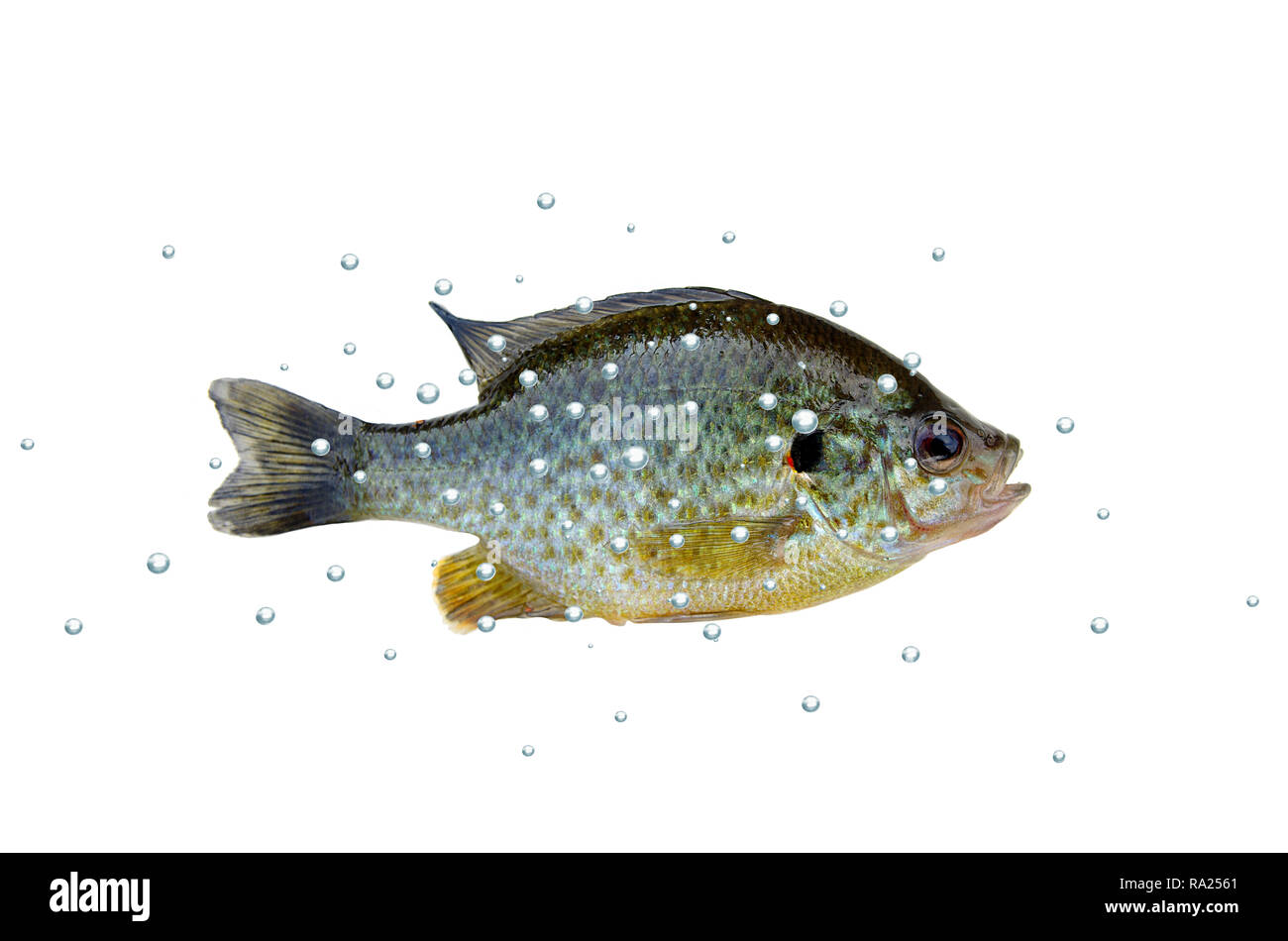 Fish Bass con burbujas sobre fondo blanco. Foto de stock