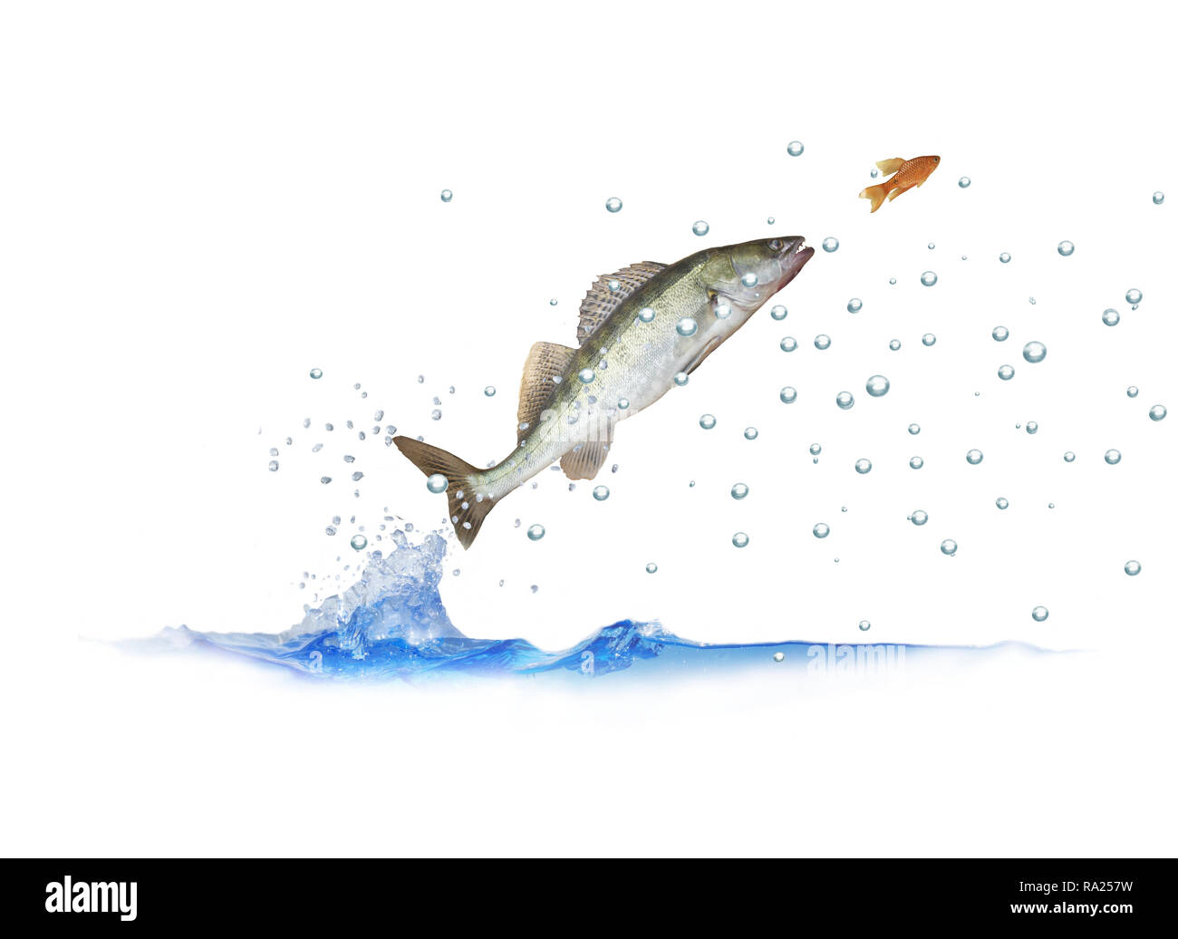 Para los peces saltan zander con burbujas sobre fondo blanco. Foto de stock