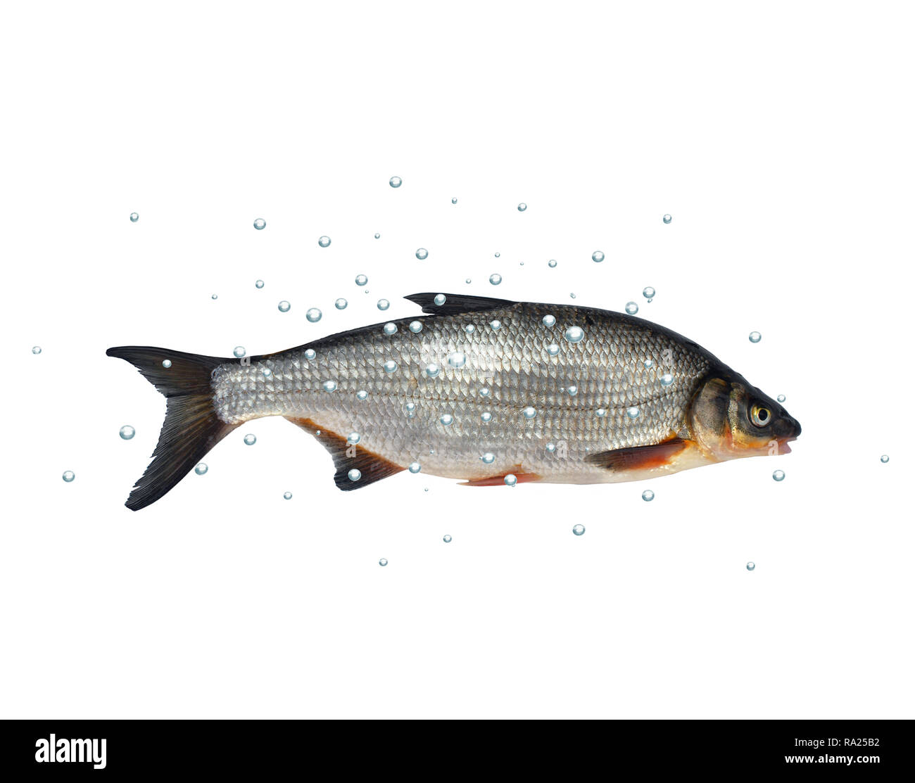 Los peces silvestres chondrostoma nasus sobre fondo blanco. Foto de stock