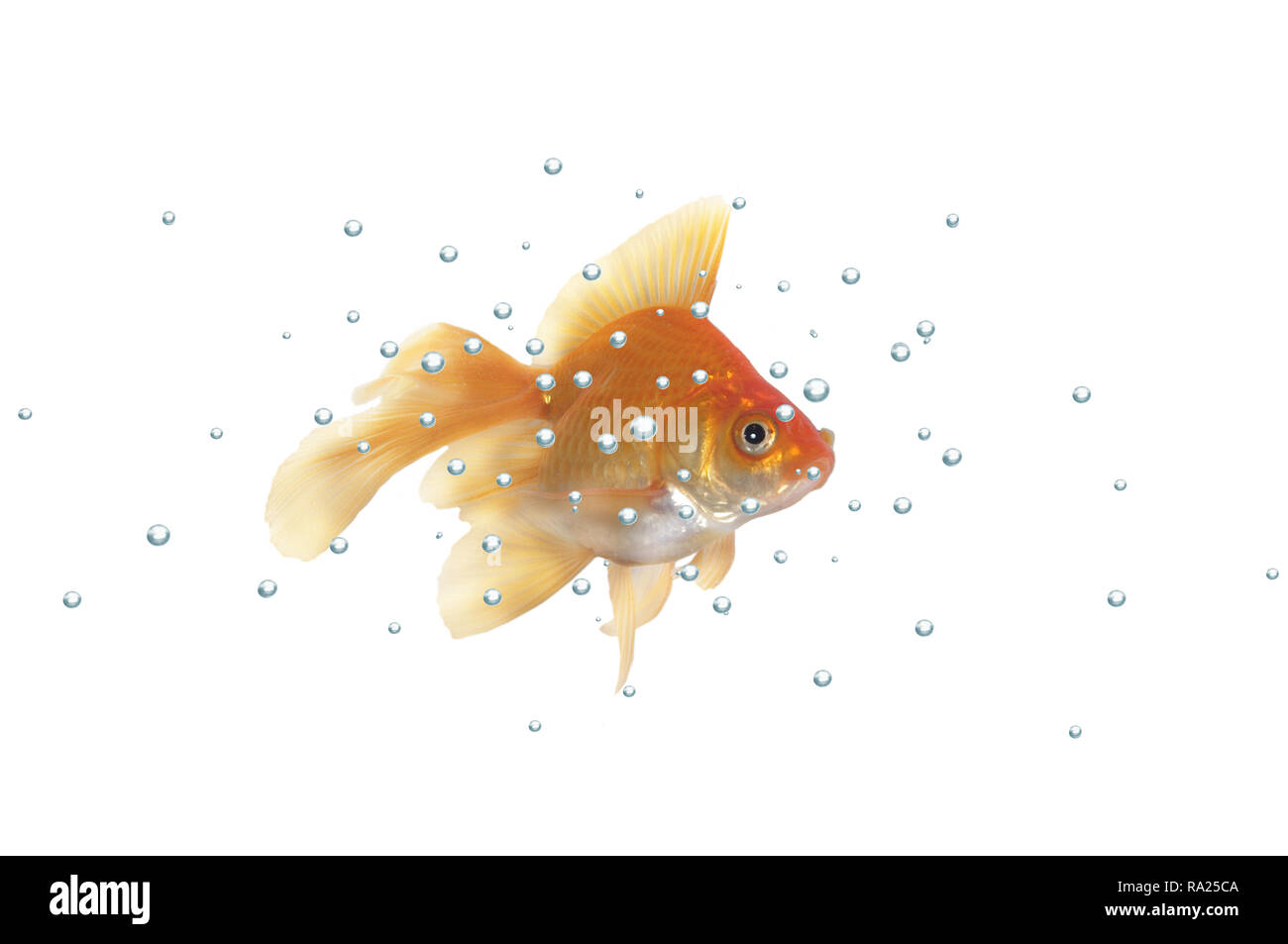 Gold Fish con burbujas sobre un fondo blanco. Foto de stock