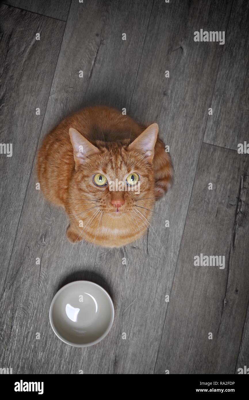 Jengibre hambriento gatito junto a un tazón de alimentos busca curiosos hasta la cámara. Un alto ángulo de visualización con espacio de copia. Foto de stock