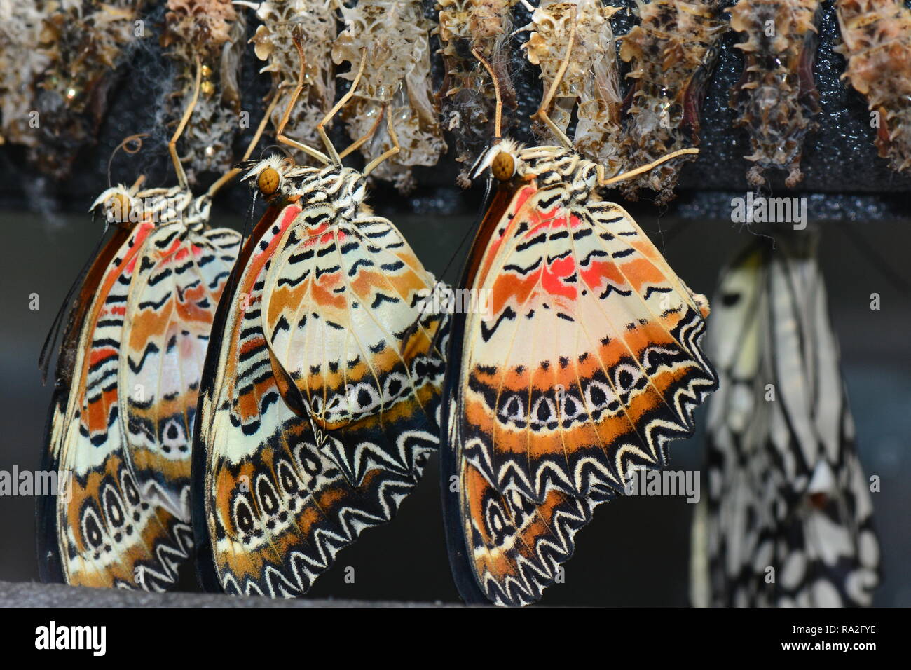 Las mariposas Lacewing secado después de emerger en los jardines. Foto de stock