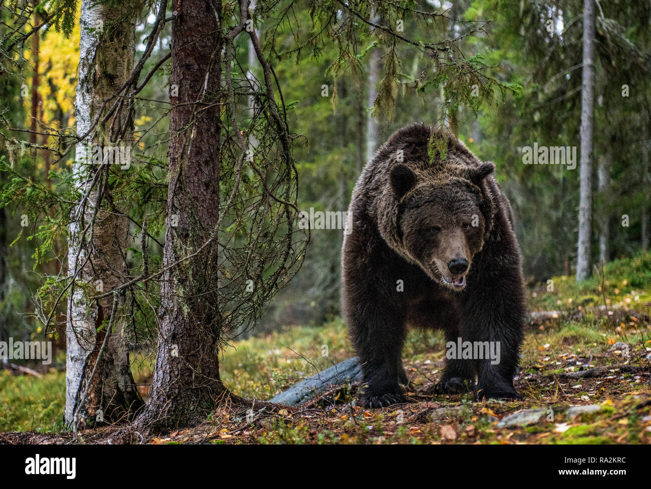 Oso Pardo en el bosque de otoño. Nombre científico: Ursus arctos. Hábitat natural. Foto de stock