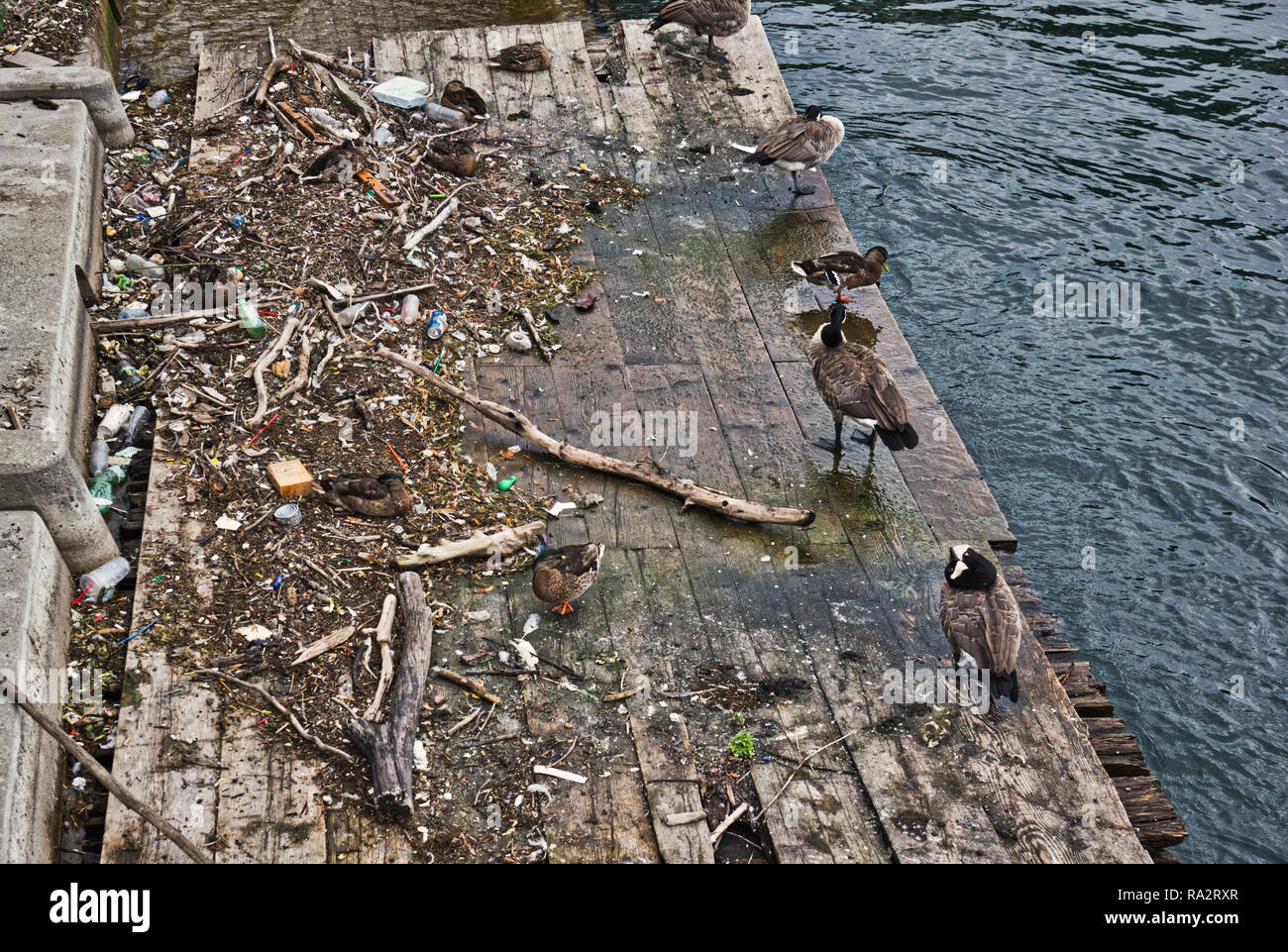 Pájaros sobre una plataforma de madera entre los descartados de plástico y otros objetos flotantes, Toronto, Ontario, Canadá Foto de stock
