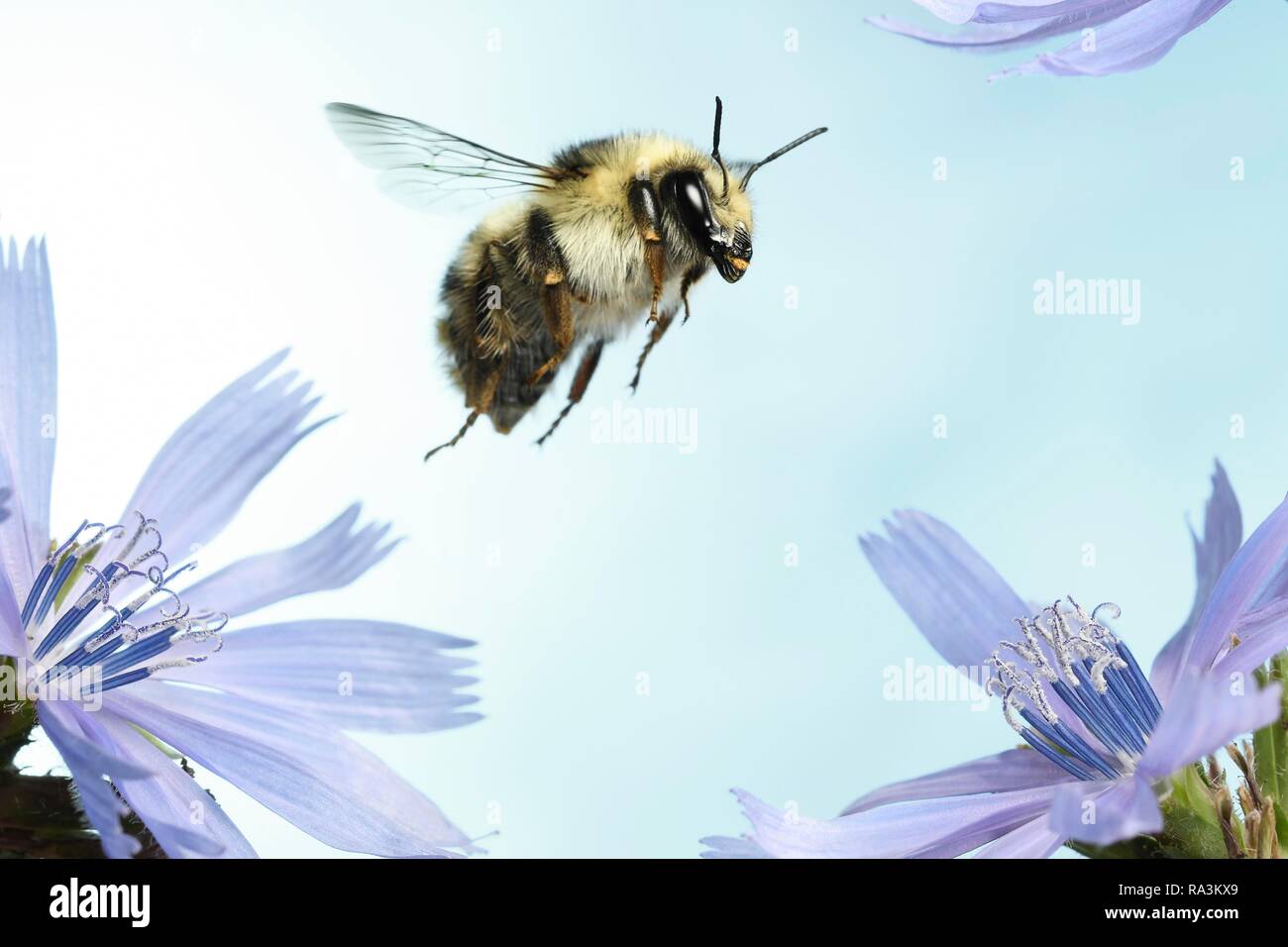 Estridente carda de abeja (Bombus sylvarum), en vuelo sobre las flores comunes de la achicoria (Cichorium intybus), Alemania Foto de stock