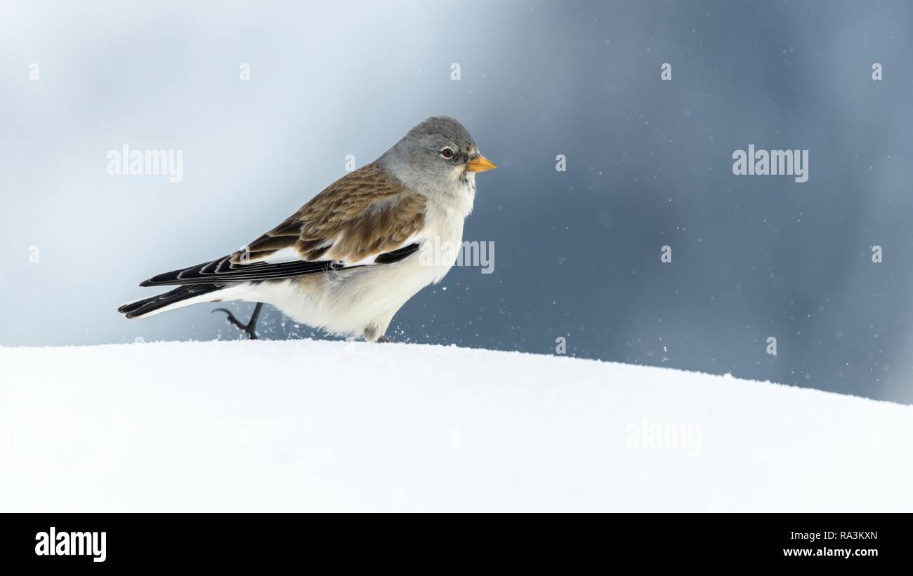 Alas Blancas snowfinch (Montifringilla nivalis), se ejecuta a través de un cierre de la cubierta de nieve, Valais, Suiza Foto de stock