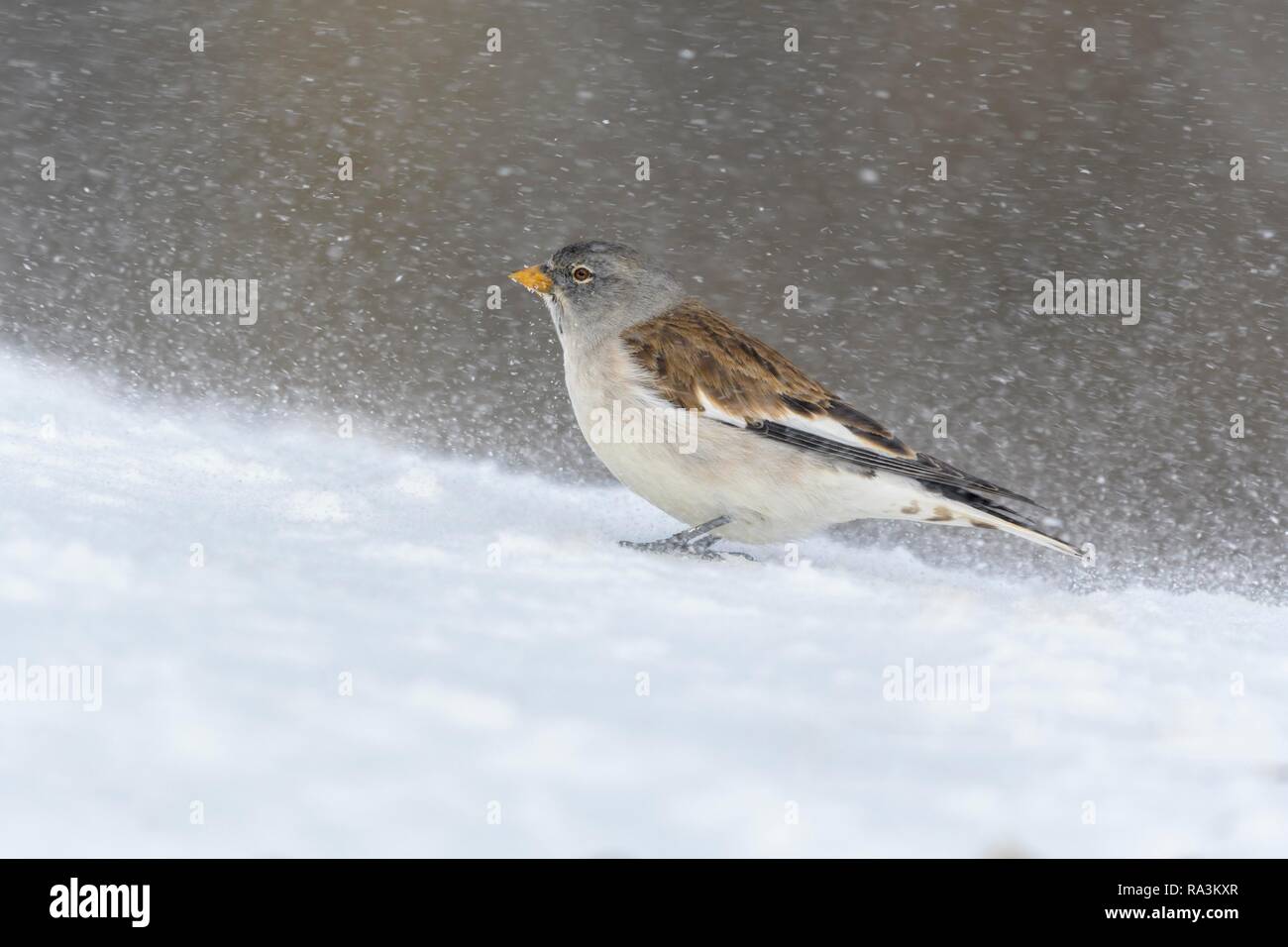 Alas Blancas snowfinch (Montifringilla nivalis), durante la tormenta de nieve, Valais, Suiza Foto de stock