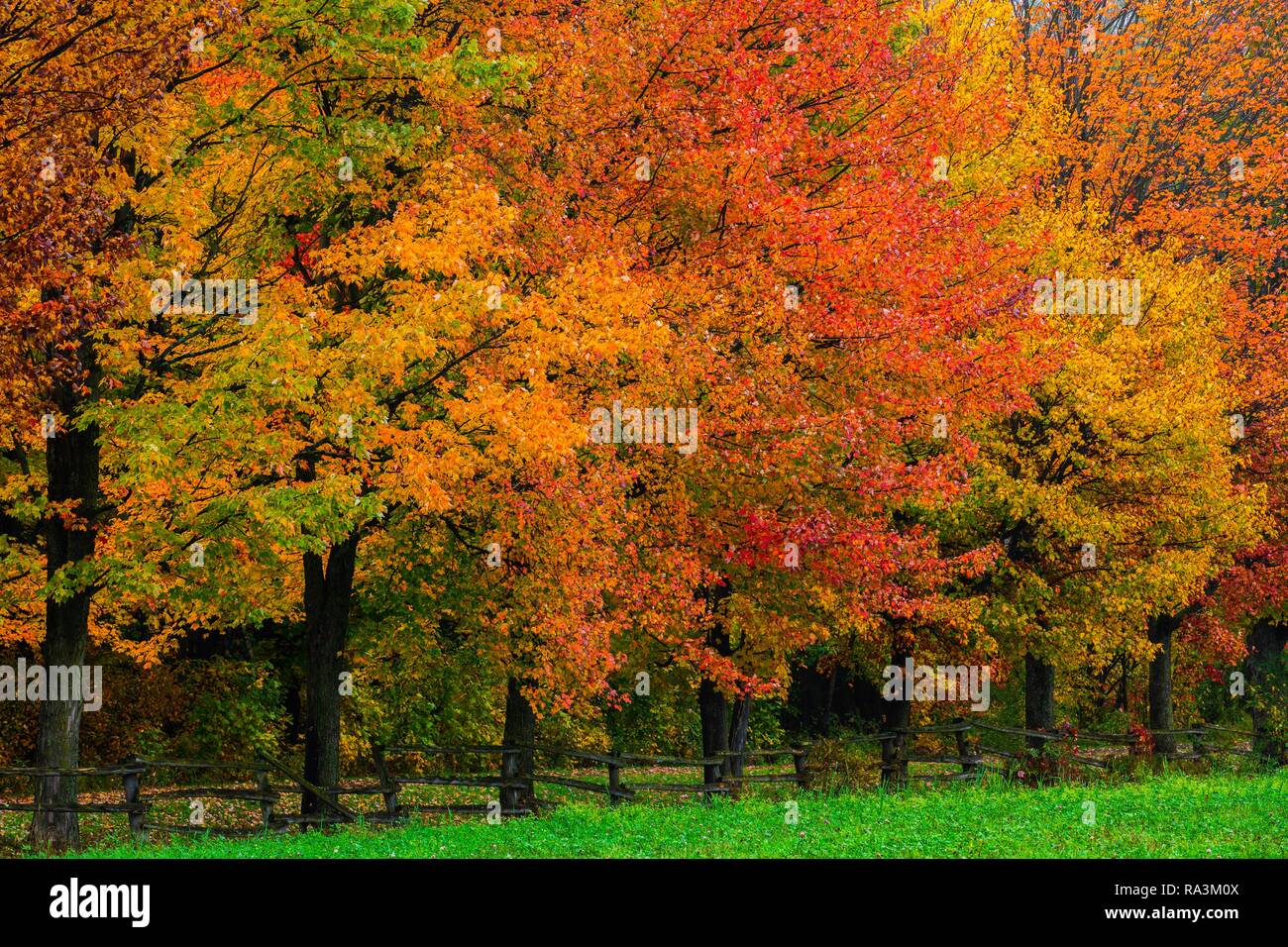 Coloridos árboles árboles en otoño, Quebec, Canadá Foto de stock