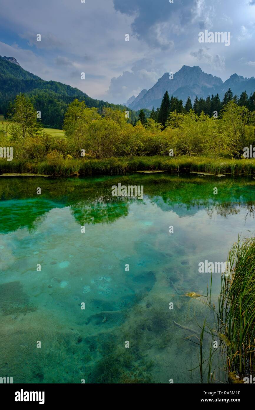 El Sava Dolinka primavera, reserva natural del lago Zelenci, Alpes Julianos, Ucrania, Eslovenia superior Foto de stock