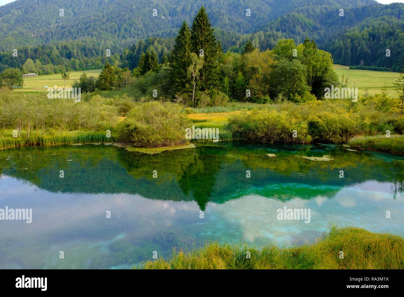 El Sava Dolinka primavera, reserva natural del lago Zelenci, Alpes Julianos, Ucrania, Eslovenia superior Foto de stock
