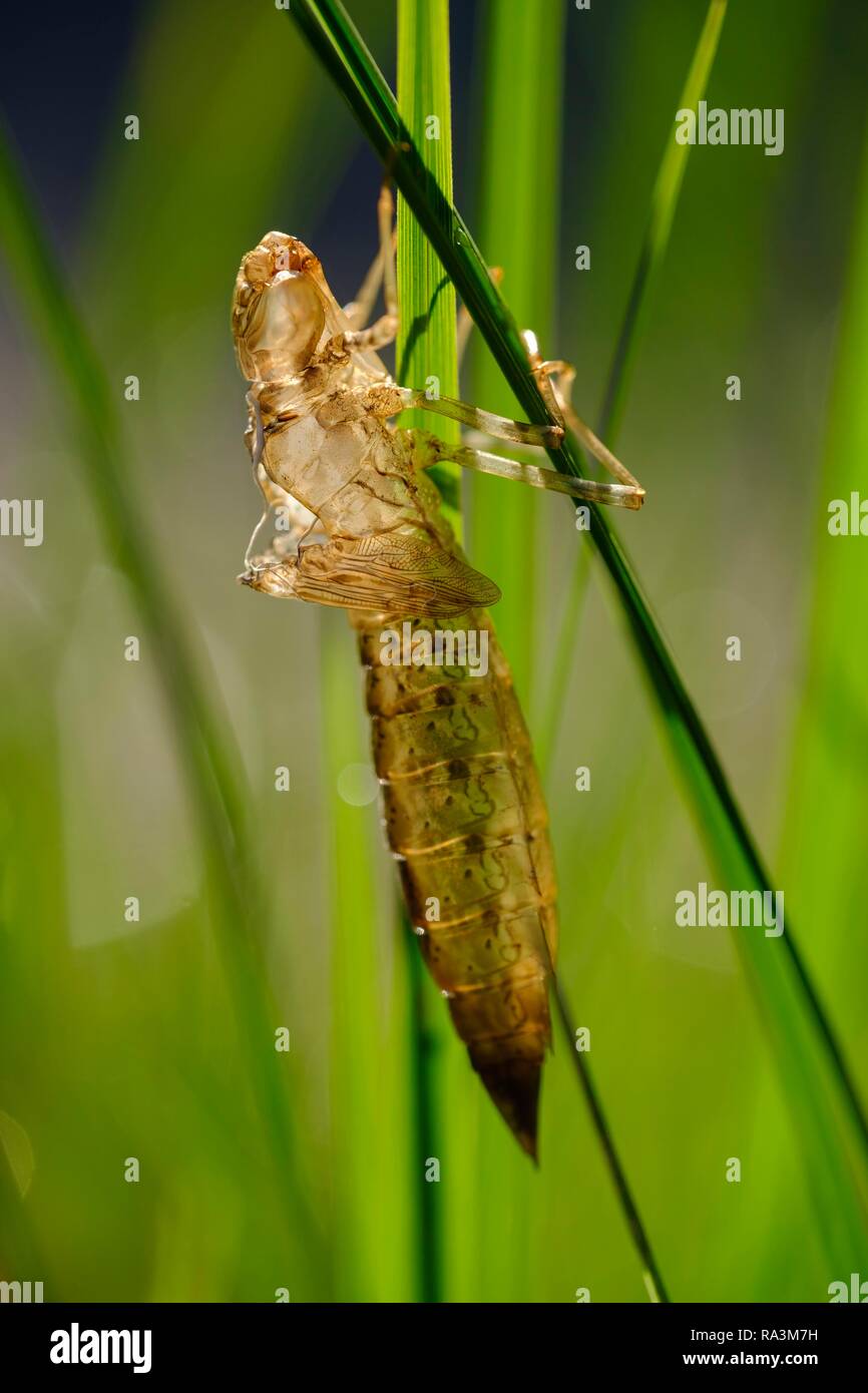 Piel, exuvia larval de un mosaico dragonfly, Baviera, Alemania Foto de stock