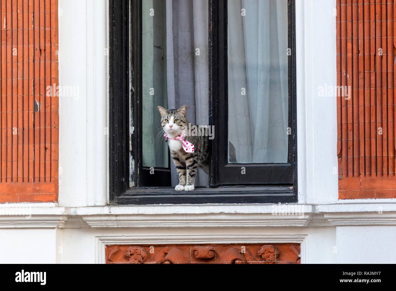 Cat de el fundador de Wikileaks Julian Assange mira por la ventana de la Embajada ecuatoriana, Kensington, Londres, Reino Unido. Foto de stock