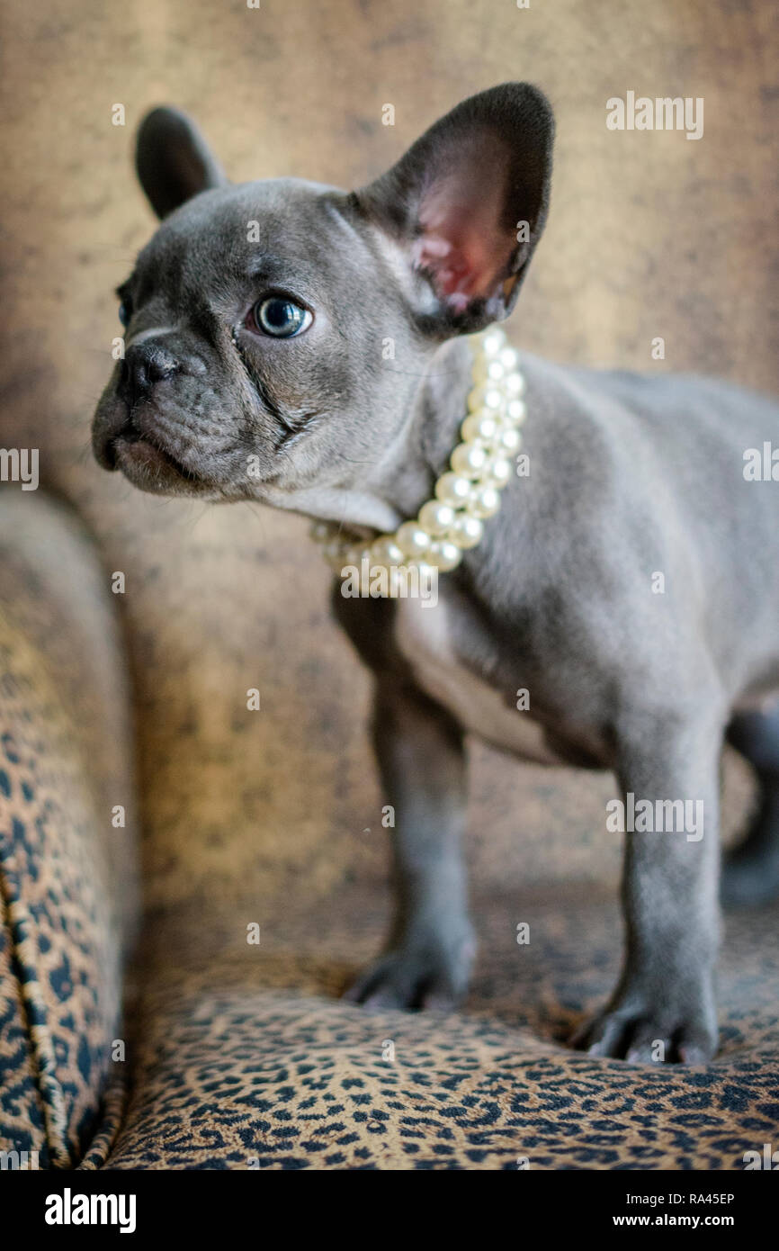 Retrato de un bulldog francés azul Fotografía de stock - Alamy