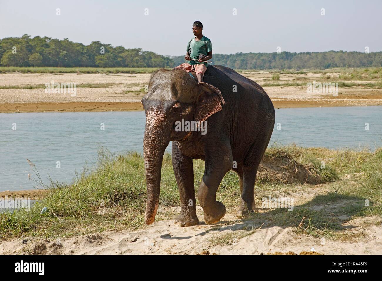 Mahut sobre un elefante (Los Elephantidae), Sauraha, el Parque Nacional de Chitwan, tierras bajas de Terai, Nepal Foto de stock