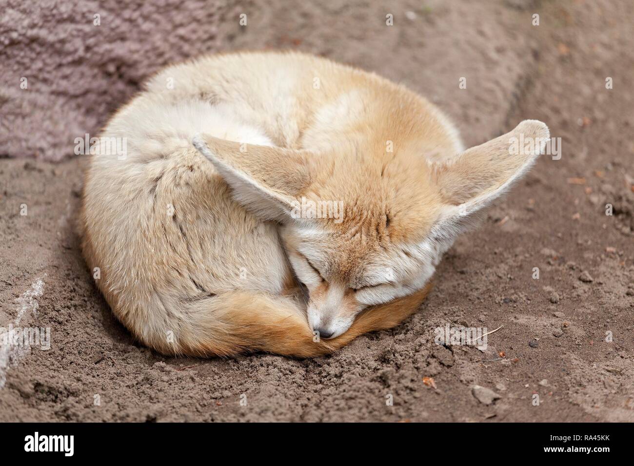 Zorro del desierto o fennec fox (Vulpes zerda) duerme enroscada sobre la tierra, zoológico, Ueckermünde, Laguna de Szczecin Foto de stock