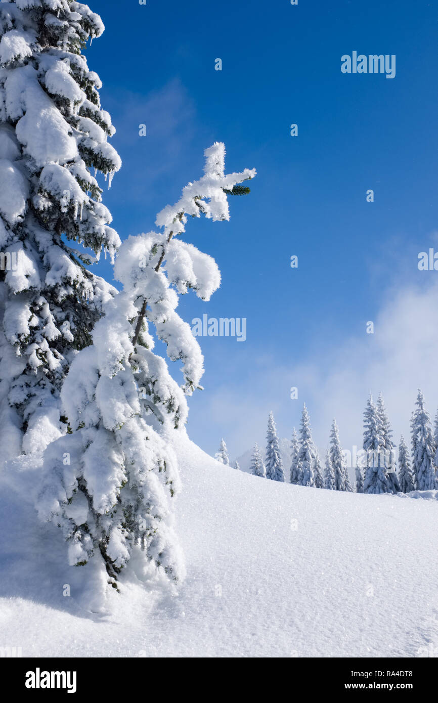 La nieve cubría bosques subalpinos, central de Cascade Mountains, Estado de Washington, EE.UU. Foto de stock
