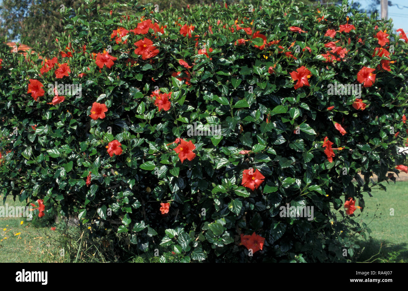 Hibiscus bush fotograf??as e im??genes de alta resoluci??n Alamy