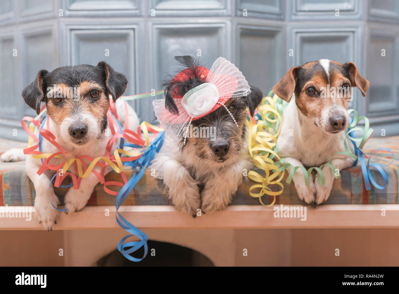 Jack Russell perros disfrazados de Carnaval sentado en un banco Fotografía  de stock - Alamy