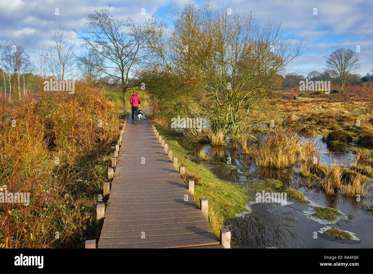 Dog walker en boardwalk sendero sendero a través de Kent Wildlife Trust reserva natural SEIC en invierno. Brezales Hothfield Ashford, Kent, Inglaterra Gran Bretaña Foto de stock