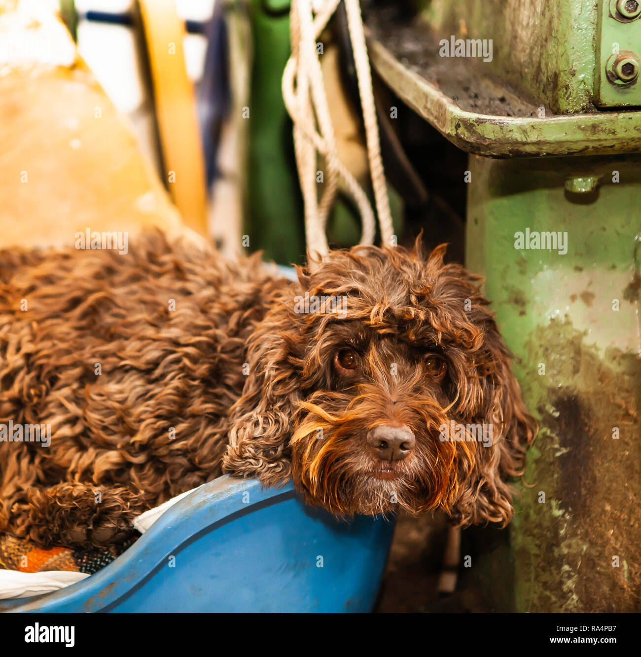 Color chocolate mullidas lindo perro en la cesta Foto de stock