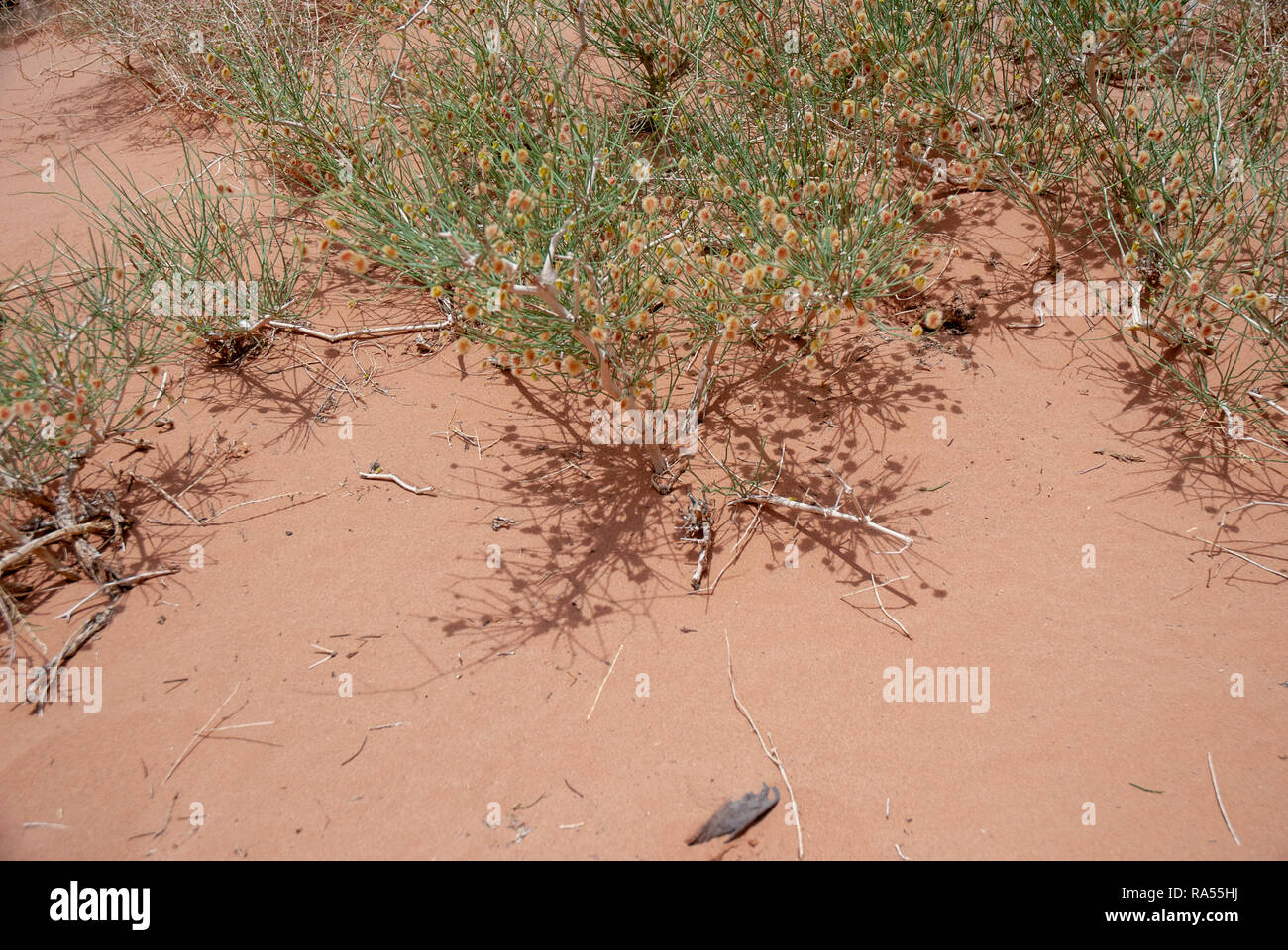 El crecimiento de las penurias - hojas verdes crecen fuera del desierto de arena roja fotografiado en Wadi Rum, Jordania Foto de stock