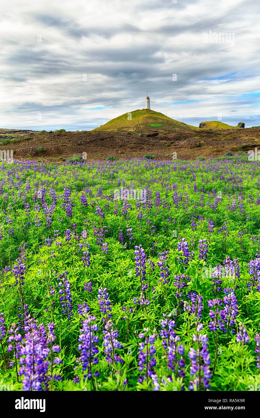 Nootka lupino (Lupinus nootkatensis), lupino campo, detrás del faro en el Baejarfell Reykjanesviti, península de Reykjanes Foto de stock