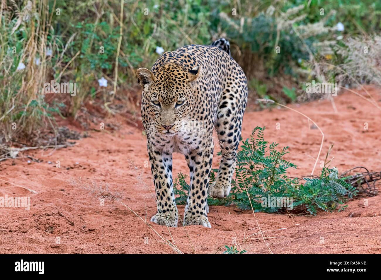 El leopardo (Panthera pardus) marca territorio, Tsavo West National Park, Kenia Foto de stock