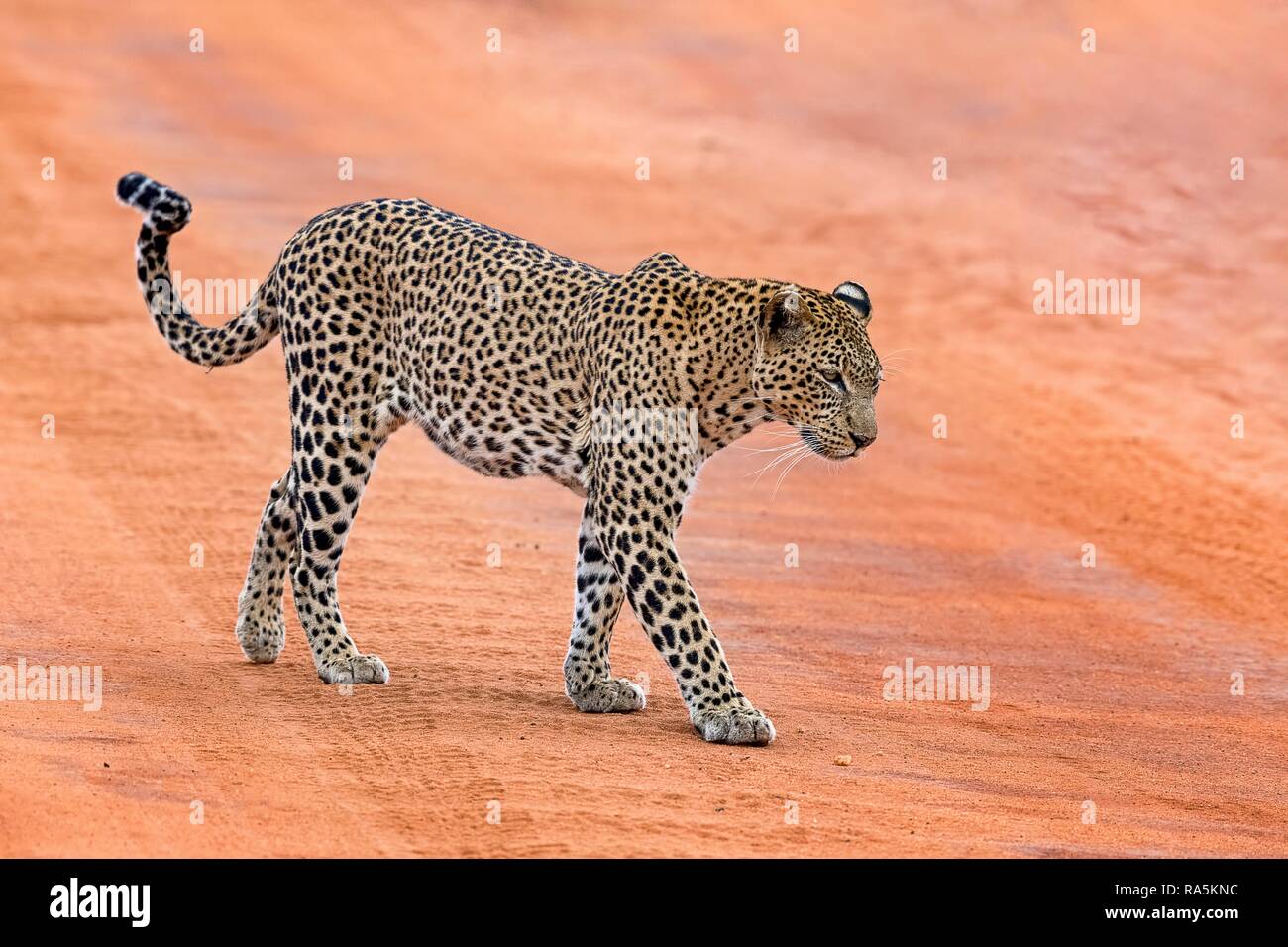 El leopardo (Panthera pardus) funciona en pista de arena, Tsavo West National Park, Kenia Foto de stock