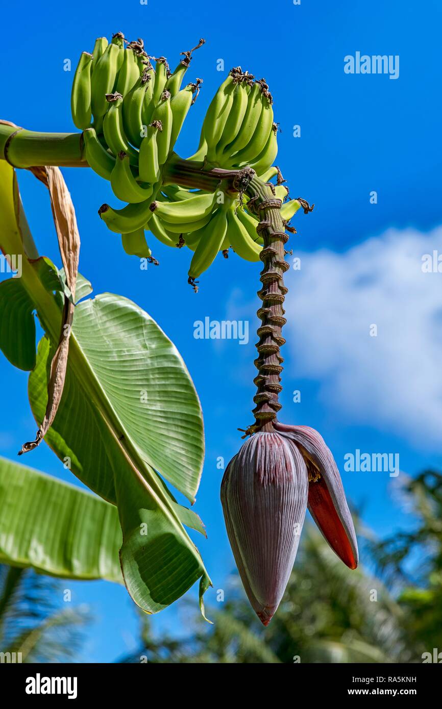 Banano (Musa ensete), perenne, con flores y frutas, Maupiti, Islas Sociedad, Polinesia Francesa Foto de stock