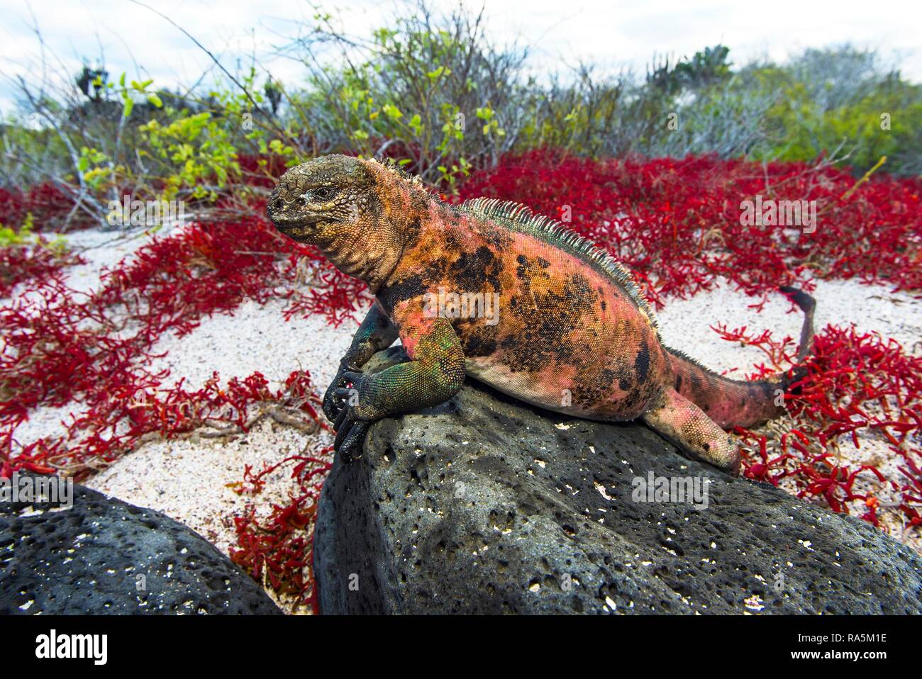 Iguana marina (Amblyrhynchus cristatus venustissimus), Floreana, Islas Galápagos, Ecuador Foto de stock