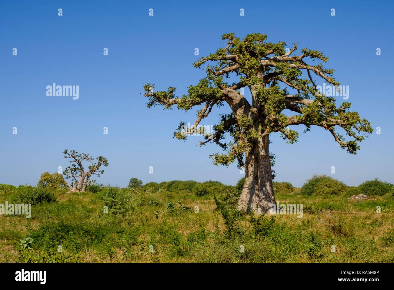 Baobab africano (Adansonia digitata), la región de Dakar, Senegal Foto de stock