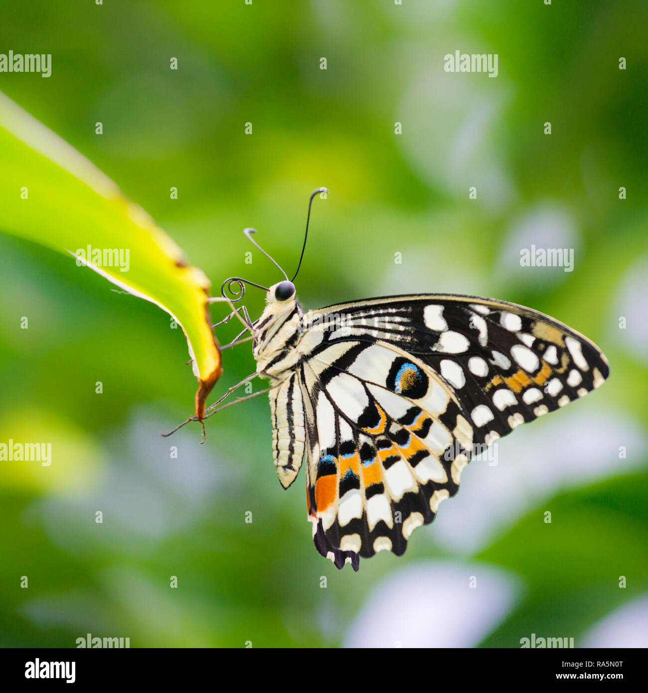 Cerrar la macro de una especie de cal común mariposa descansando en la punta de la hoja verde con follaje verde en segundo plano. Foto de stock
