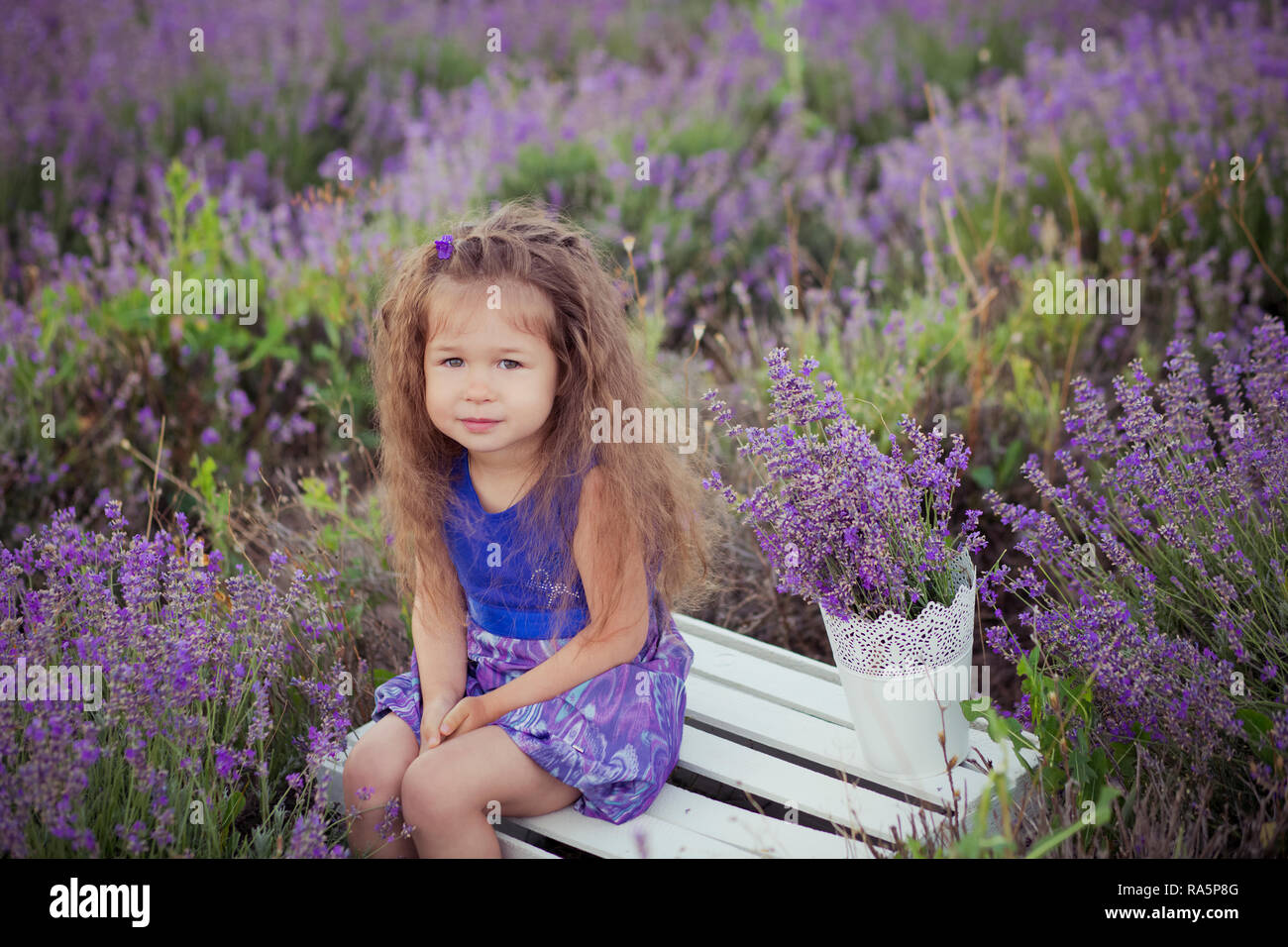 Rubio Castaño icónico cute fancy vestidos niña posando sentada en el centro  del campo prado de lavanda en terciopelo violeta vestido ventilado con  cesta balde lleno de flo Fotografía de stock -