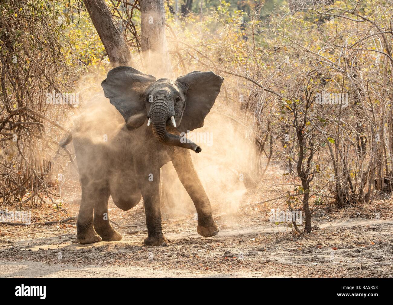 Elefante africano (Loxodonta africana) con una hernia ventral polvo bañarse, Zambia, África Foto de stock