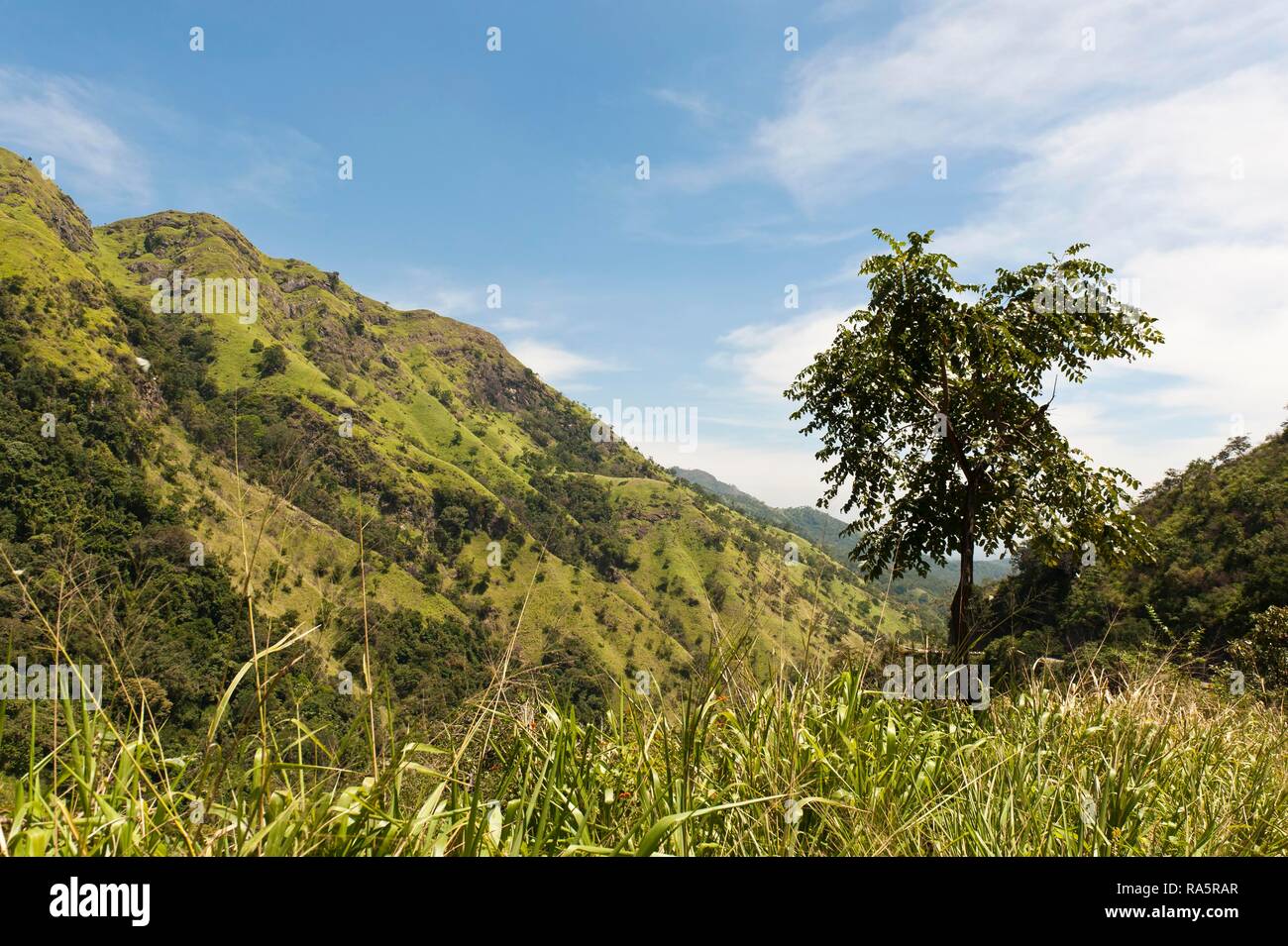 Paisaje de montaña en el altiplano, cerca de ella, provincia de Uva, Sri Lanka Foto de stock