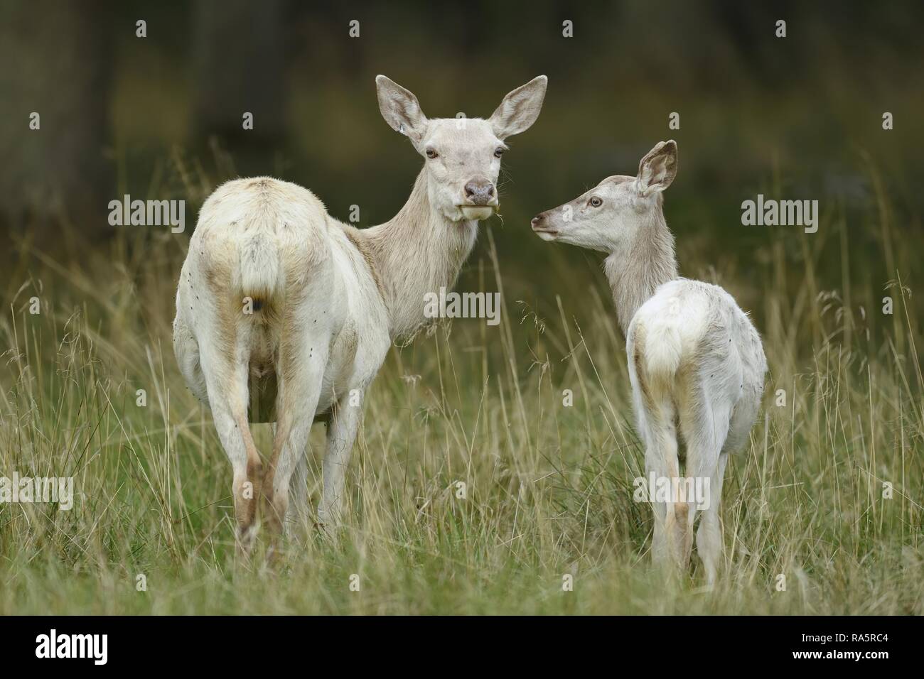 Ciervo rojo (Cervus elaphus), el venado vaca con el animal joven en bata blanca, Jägersborg, Dinamarca Foto de stock