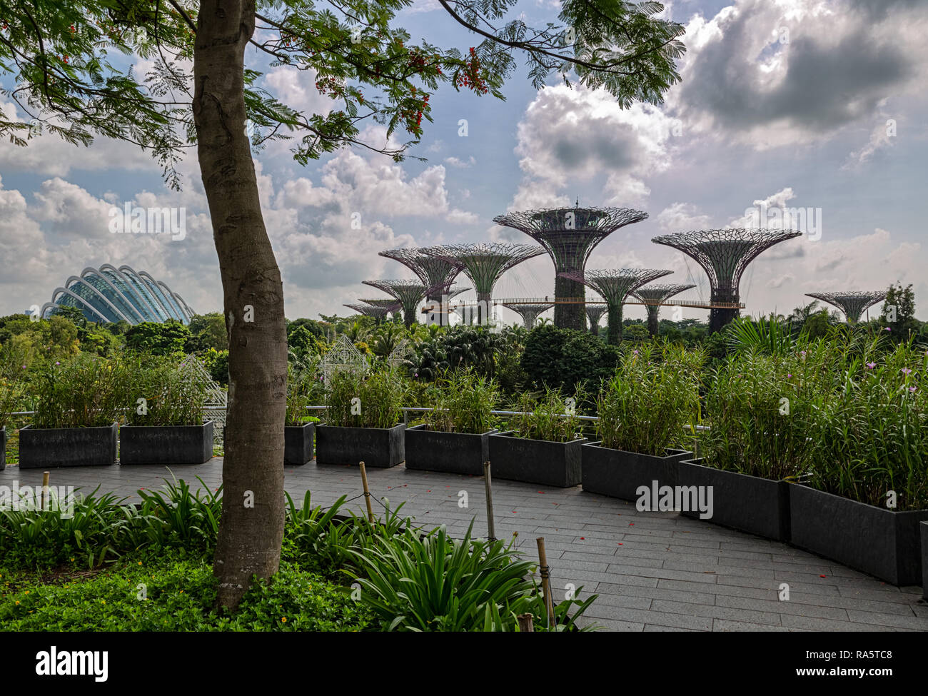 Supertree Grove en los jardines junto a la bahía - Singapur Foto de stock