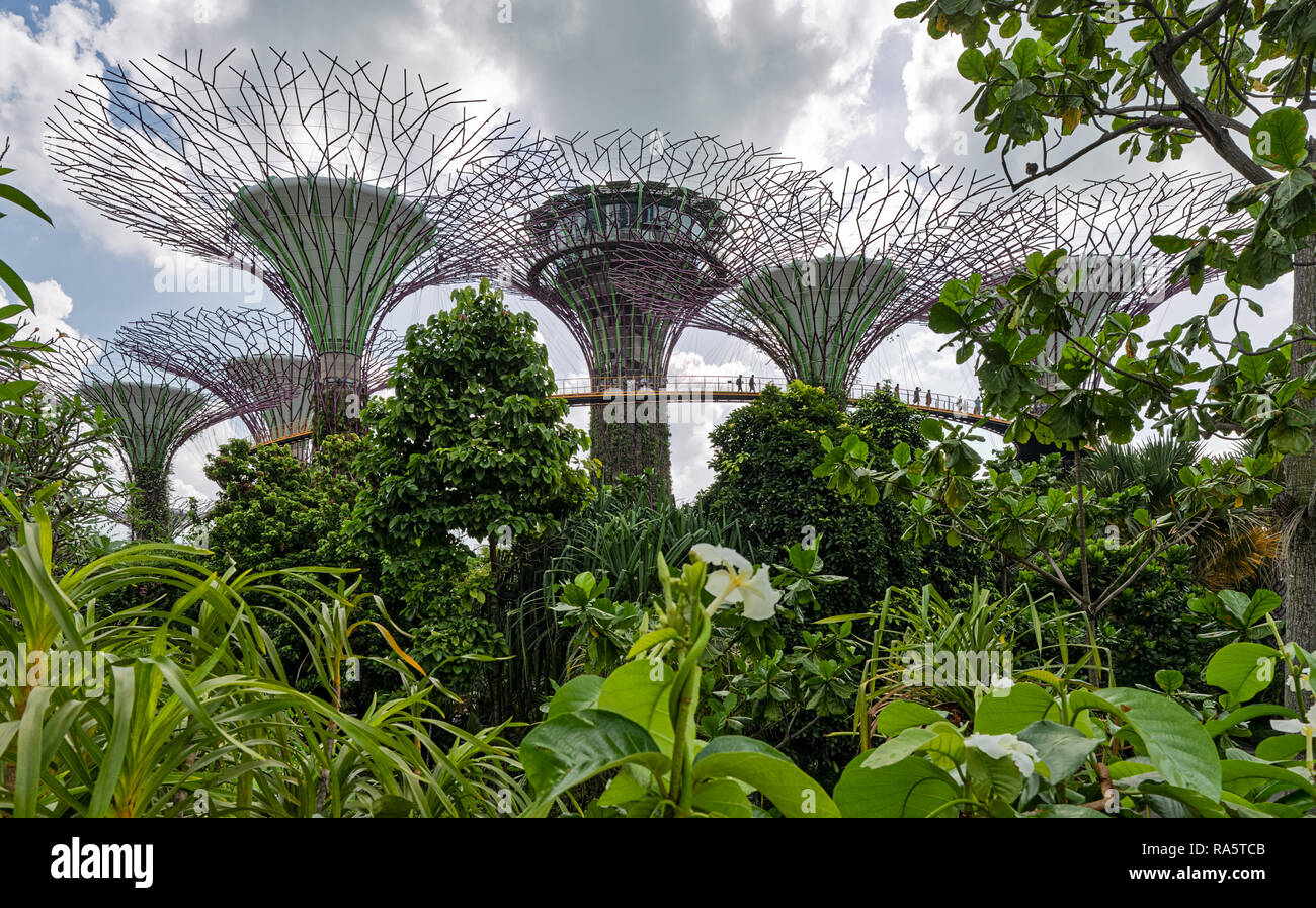 Supertree Grove en los jardines junto a la bahía - Singapur Foto de stock