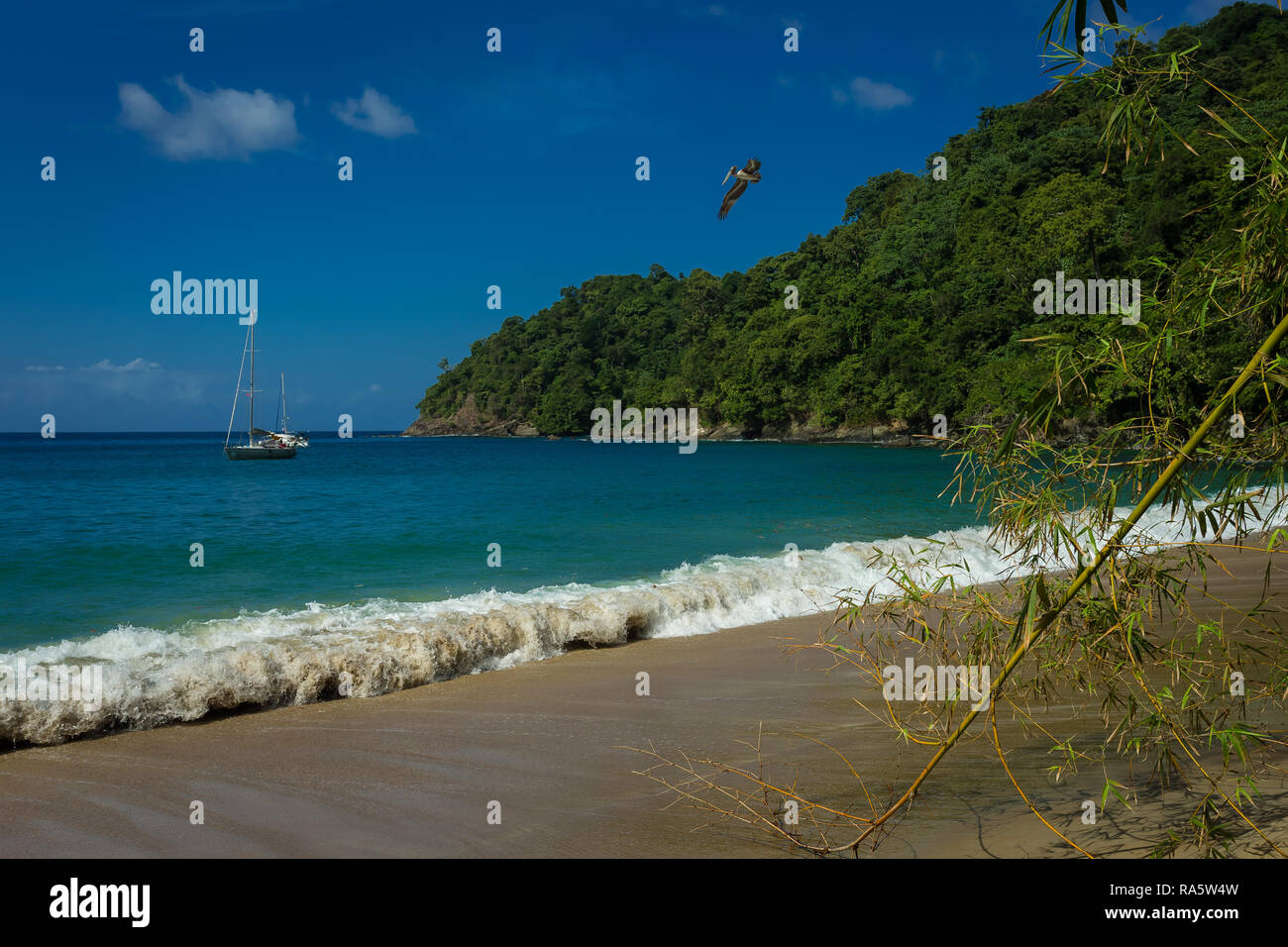 Inglés's Bay en la isla de Tobago tropical en el Caribe, West Indies con yate y flying pelican en esta apartada bahía, paisaje Foto de stock