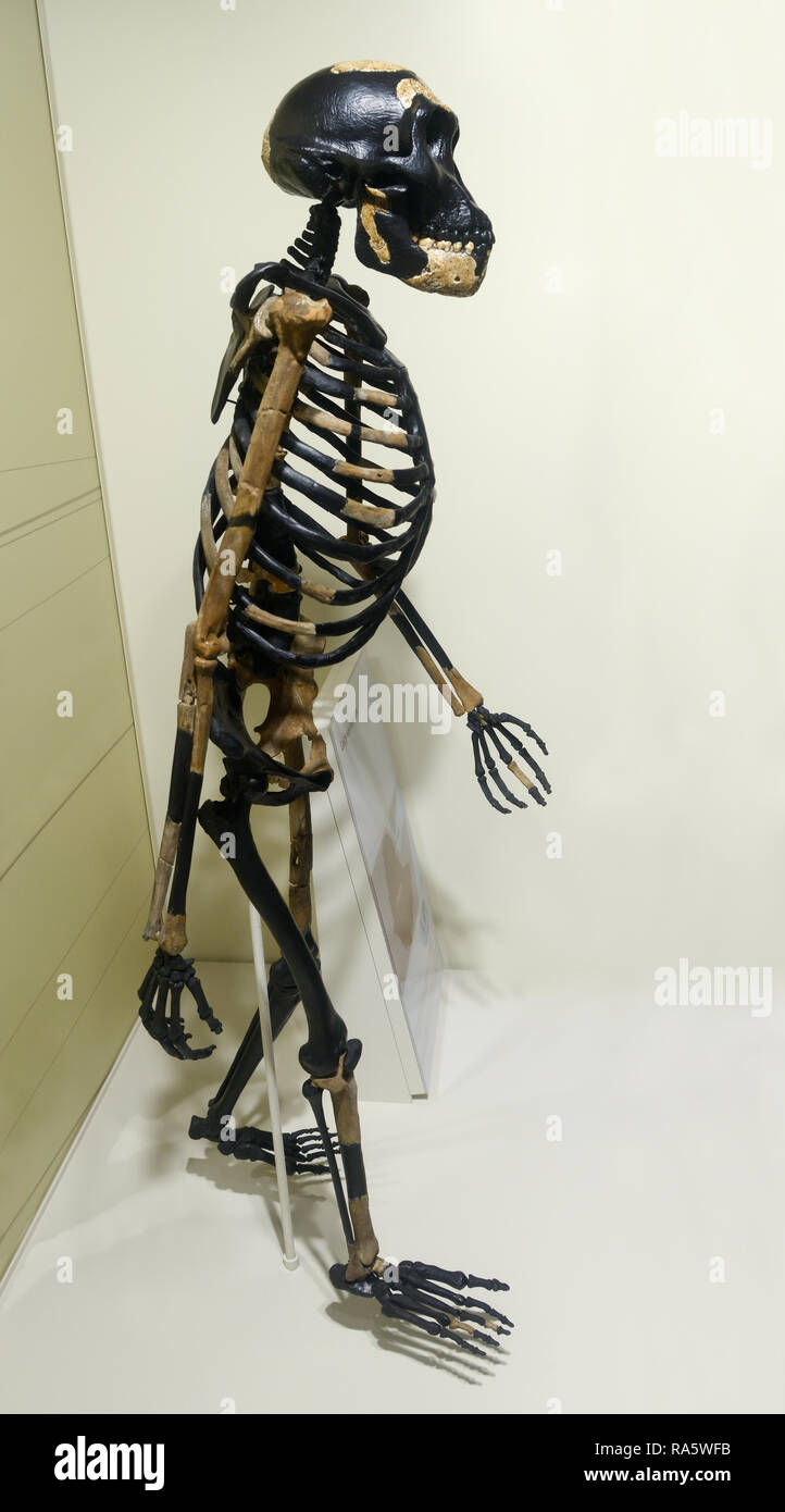 Australopithecus esqueleto, Lucy, Australopithecus afarensis Foto de stock