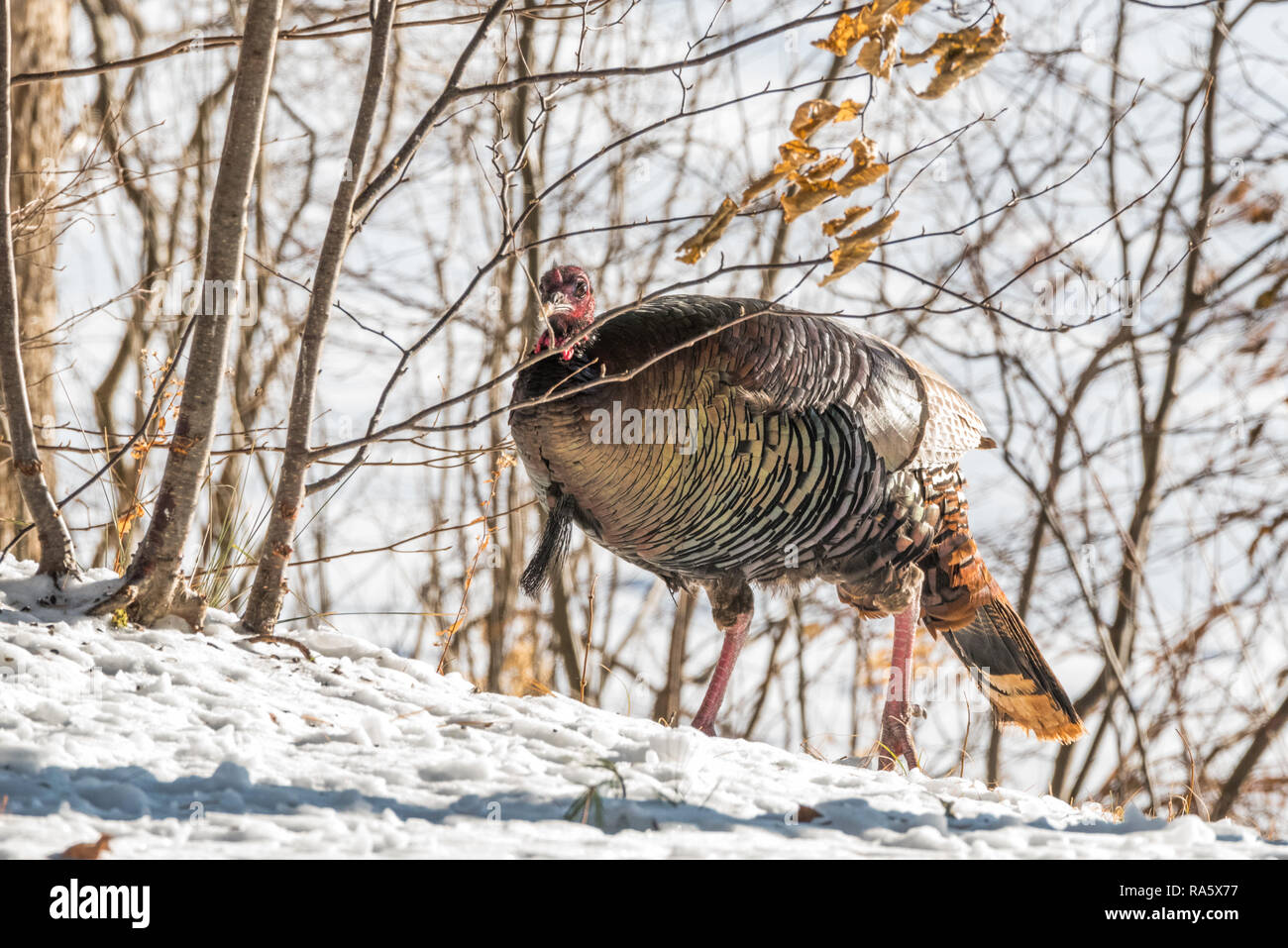 Oriente el guajolote silvestre (Meleagris gallopavo silvestris) gallina en un astillero de bosque invernal. Foto de stock