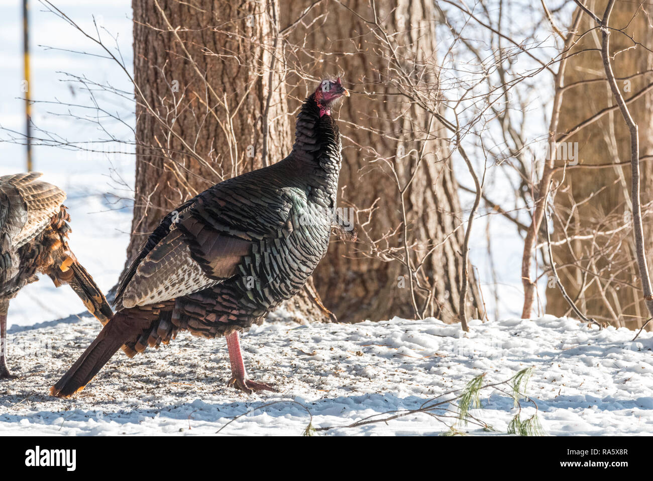 Oriente el guajolote silvestre (Meleagris gallopavo silvestris) gallina en un astillero de bosque invernal. Foto de stock