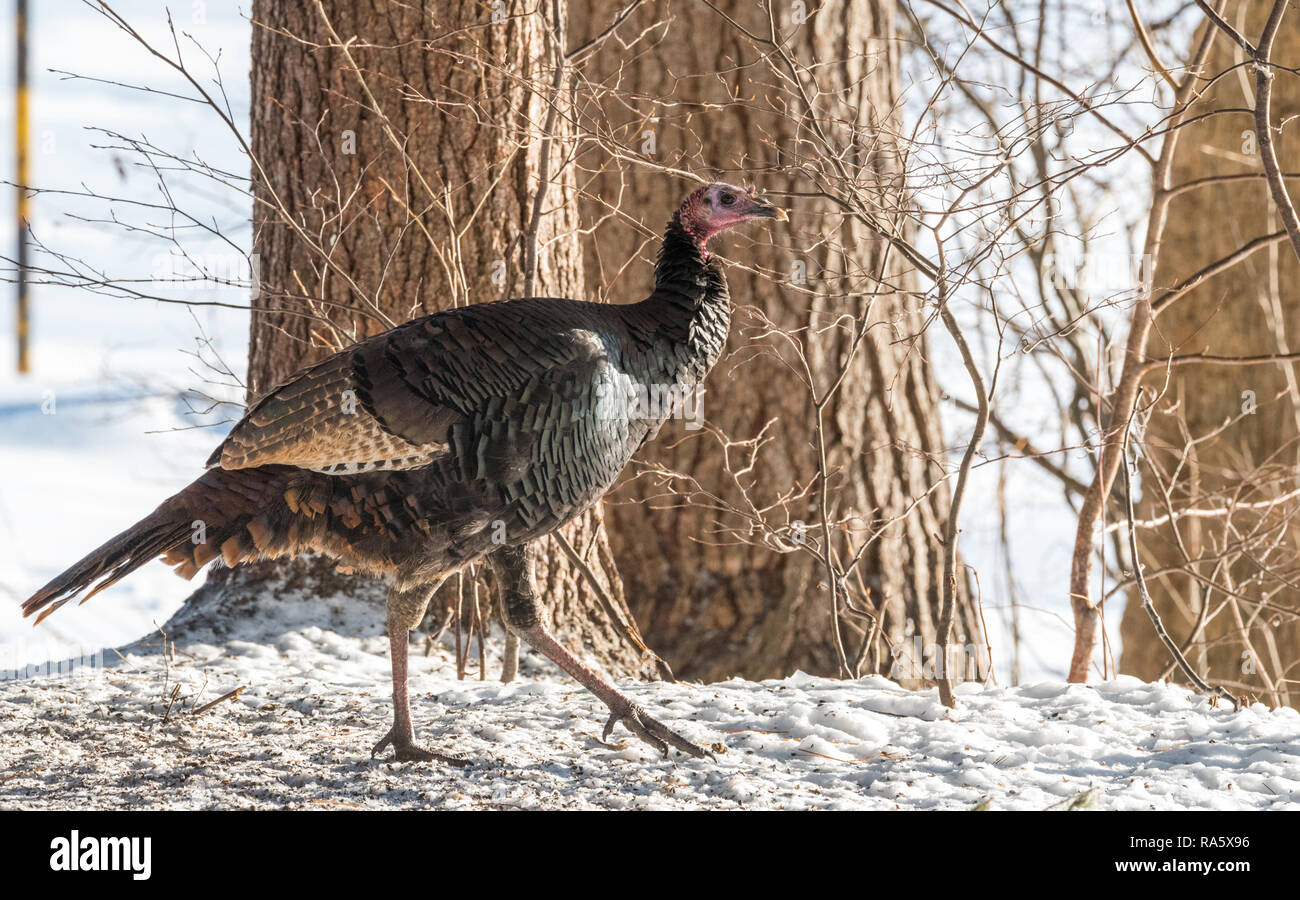 Oriente el guajolote silvestre (Meleagris gallopavo silvestris) gallina en un astillero de bosque invernal. Foto de stock