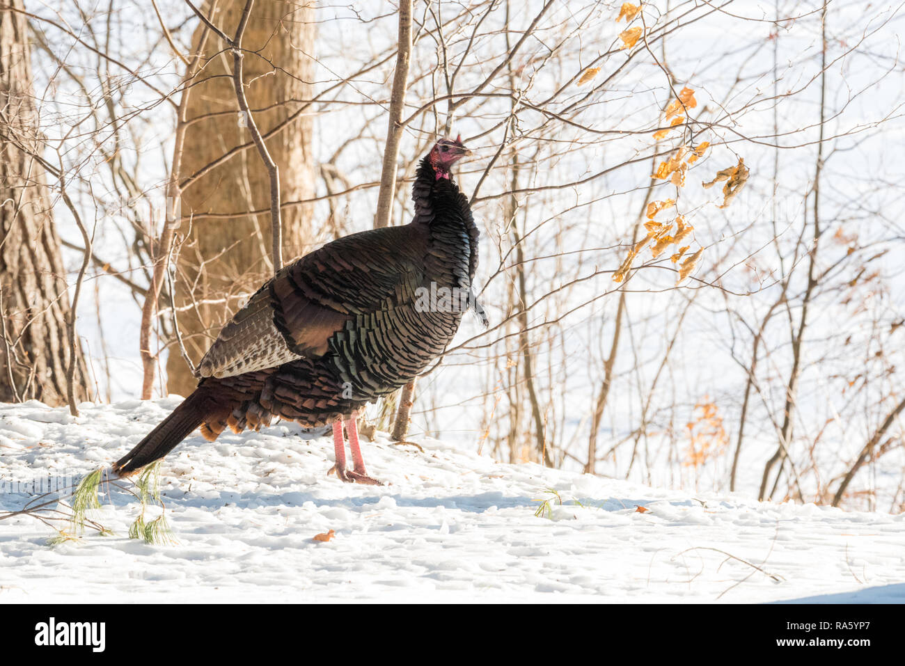 Oriente el guajolote silvestre (Meleagris gallopavo silvestris) gallina en un astillero de bosque invernal. Foto de stock