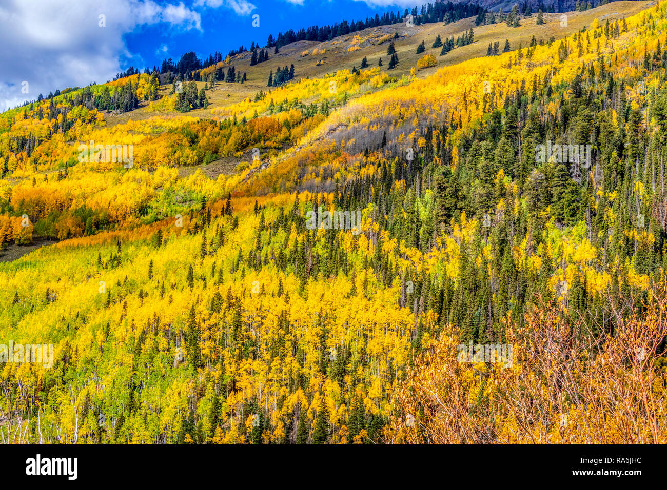 Árboles de Aspen y colores del otoño en los Estados Unidos 550 parte de la San Juan Skyway entre Ridgway y Silverton Colorado. Foto de stock