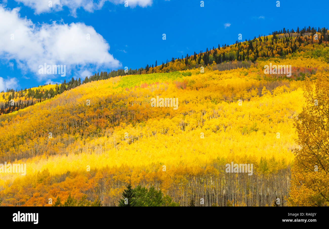 Árboles de Aspen y colores del otoño a lo largo de la Autopista US 550, el Million Dollar Highway, entre Ouray y Silverton, Colorado. Foto de stock