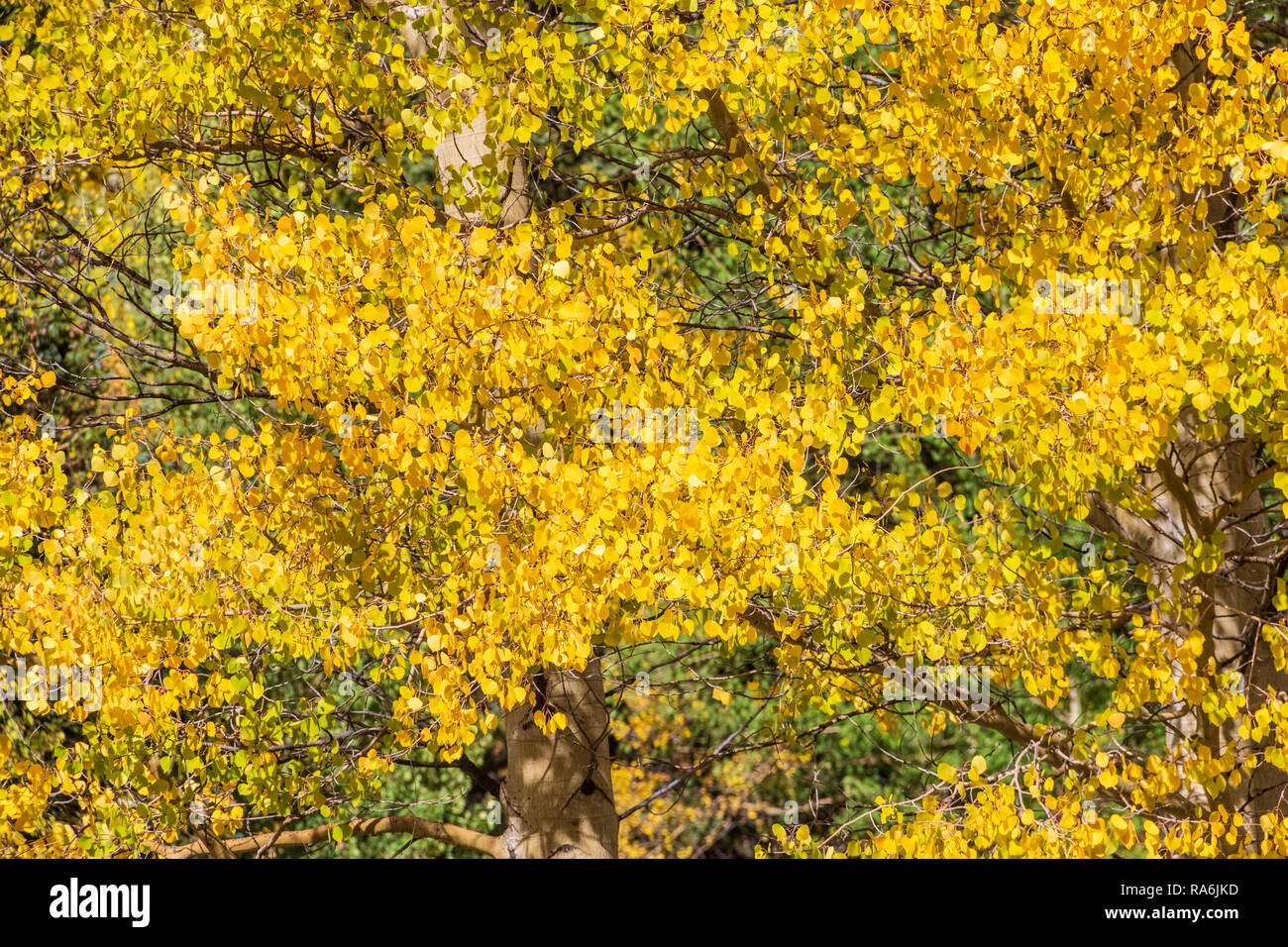 Árboles de Aspen y colores del otoño a lo largo de la Autopista US 550, el Million Dollar Highway, entre Ouray y Silverton, Colorado. Foto de stock