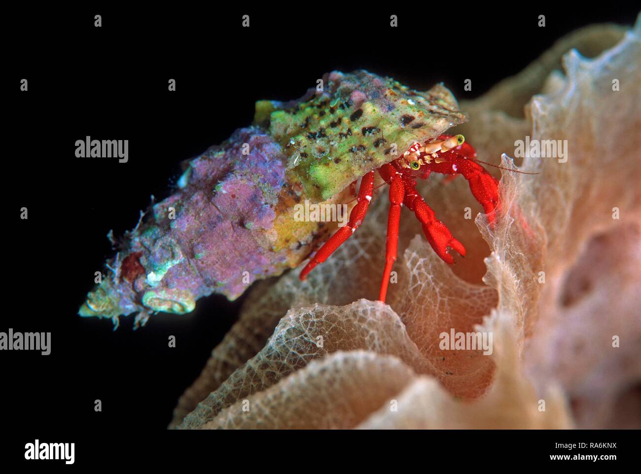 Coral rojo (cangrejo ermitaño Paguristes cadenati), Saba, Antillas Holandesas Foto de stock