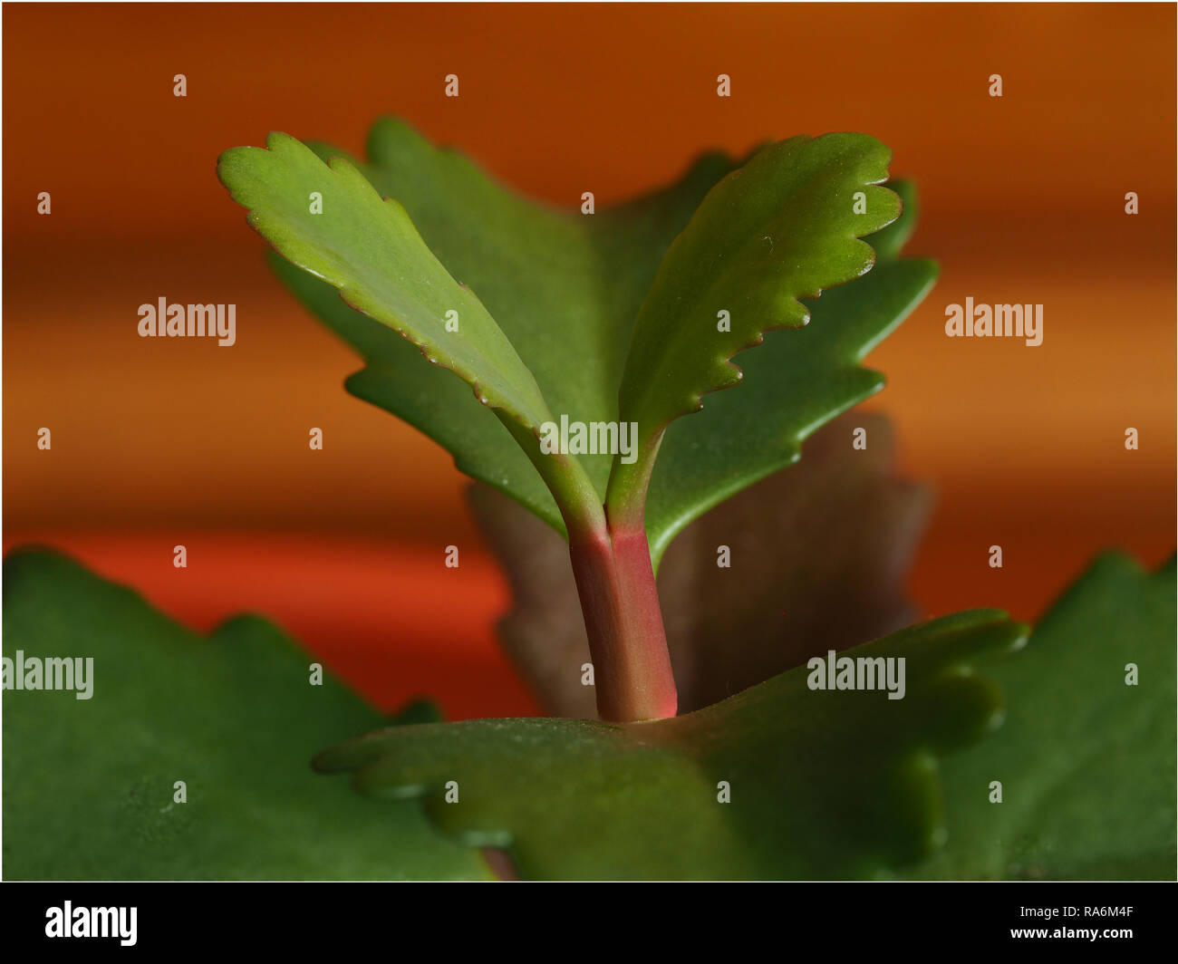 Primer plano de hojas carnosas en el ápice de una planta suculenta Foto de stock