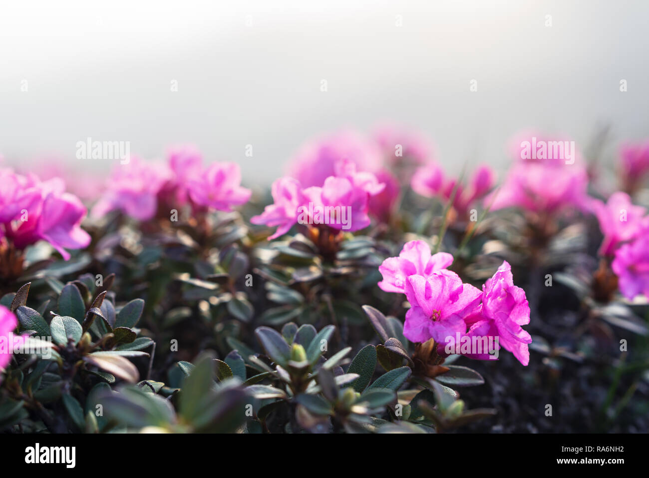Magic pink rhododendron flores en verano de montaña. Fotografía macro Foto de stock